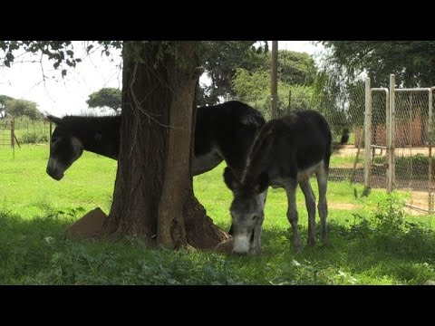 بالفيديو جلود الحمير الأفريقية محور تجارة عالمية دامية