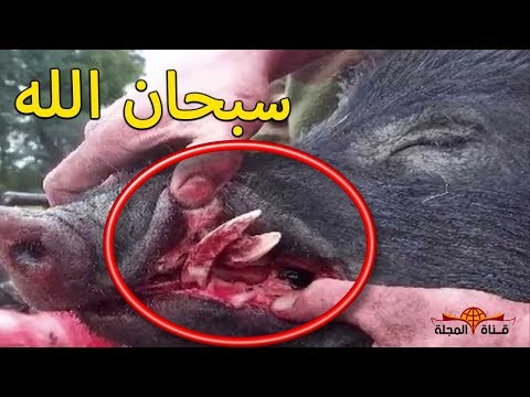 شاهد معجزة يكشفها العلماء عن أكل لحم الخنزير