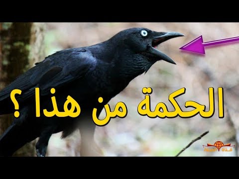 شاهد هل تعلم لماذا اختار الله الغراب كي يعلم ابن أدم دون غيره من الحيوانات