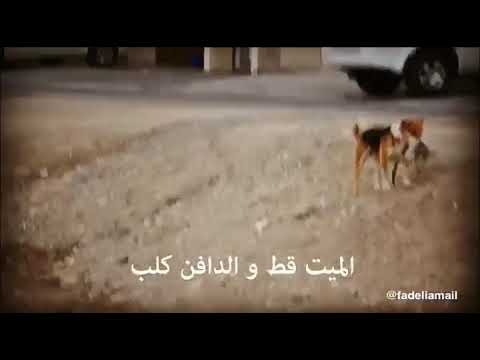 شاهد كلب يدفن قطًا ميتًا