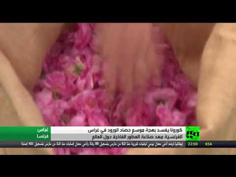 شاهد كورونا تفسد بهجة قطف الزهور في غراس الفرنسية