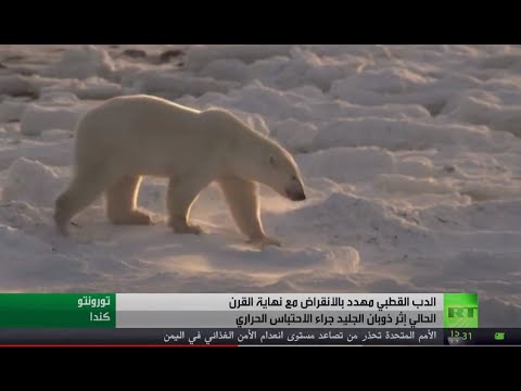 شاهد دراسة كندية تكشف عن خطر انقراض الدببة البيضاء