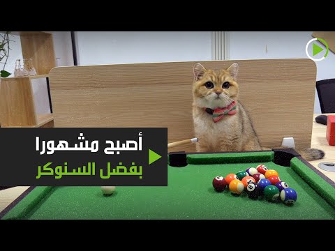 شاهد قط يتحول إلى حديث السوشيال ميديا بسبب ولعه بلعب السنوكر