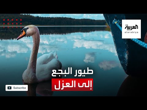 شاهد العزل يطال طيور البجع في بلجيكا