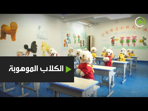 شاهد معلومات وحقائق عم الكلاب الموهوبة