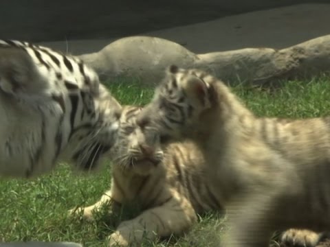 welcomes white bengal tiger cubs