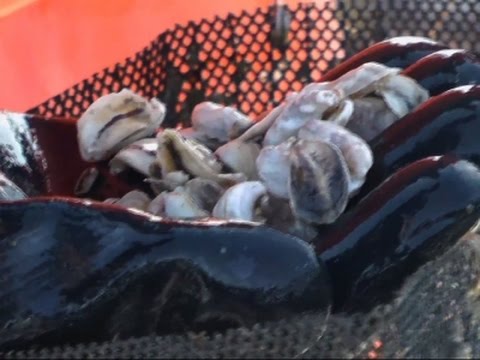 maine oyster farm tackles