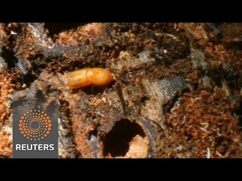 bulgarias pine forests threatened by bark beetle