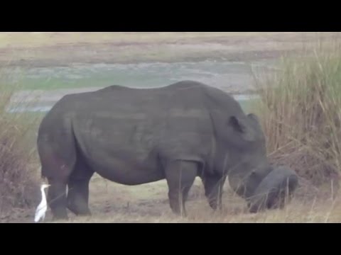 rhino stuck in tire gets rescued