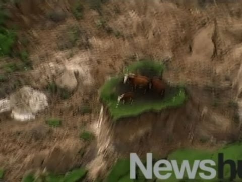 new zealand earthquake strands cows