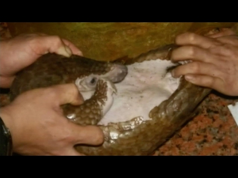 eating of endangered pangolin amid public outcry