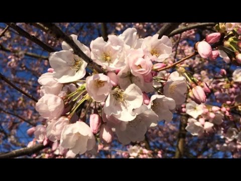 washington abloom with cherry blossoms