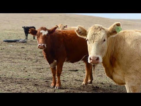 china us finalize deal lifting ban on us beef imports imposed