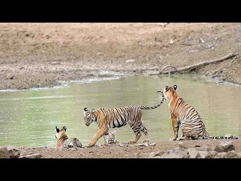 ticket cheats near miss with tigers