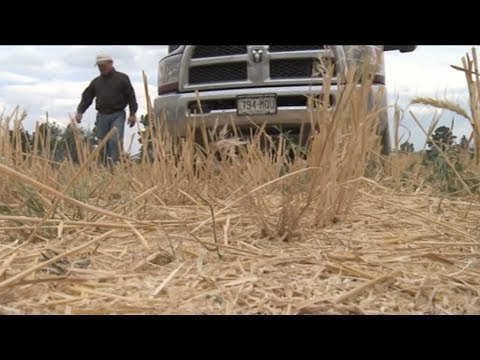 colorado wheat prices rise due