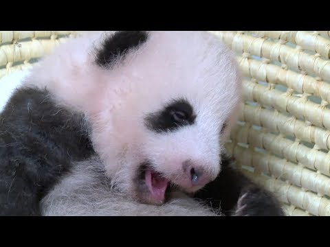 tokyo zoo panda passes 60day milestone