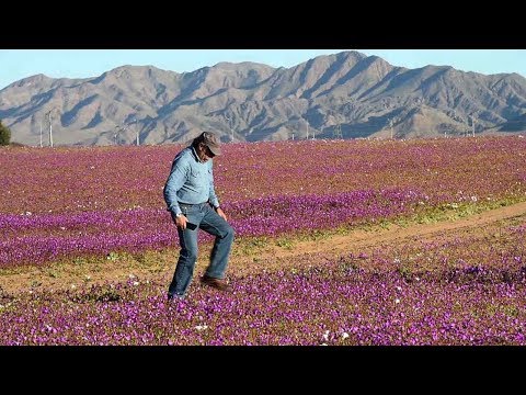 worlds driest desert in bloom