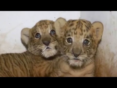 two liger cubs born