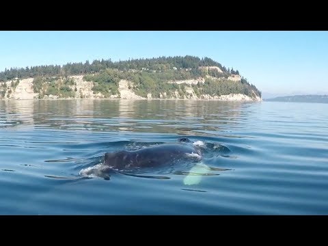 curious humpback whale circles tourist