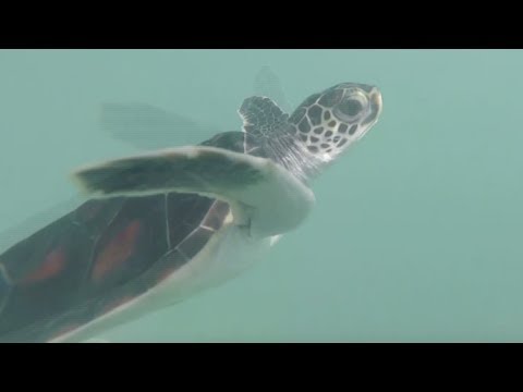 bon voyage 83 endangered sea turtles off to sea in skoreaversary of ties