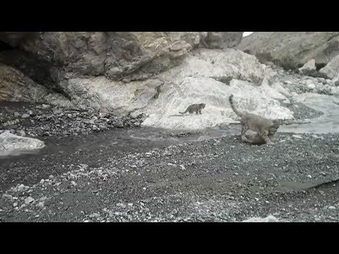 rare footage captures mother snow leopard helping her cubs