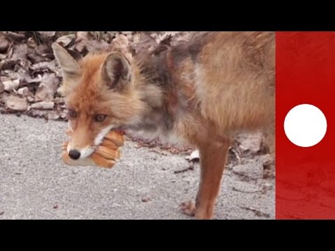 chernobyl fox rustles up giant sandwich