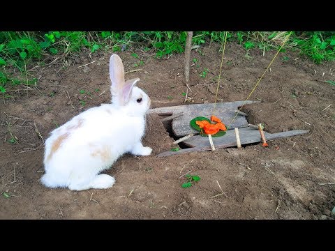 the first rabbit trap with deep hole by smart boyhow to trap