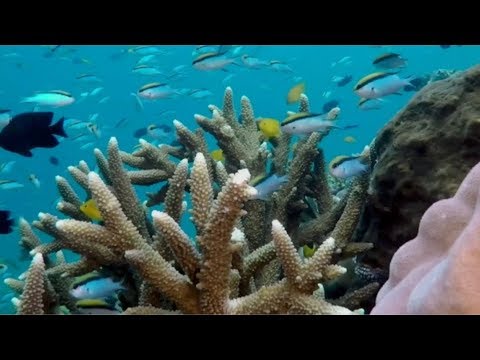 research with coral larvae could save great barrier reef