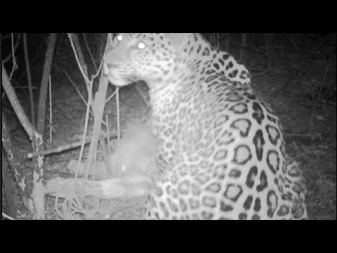 wild puma eats a bull in mountains recorded