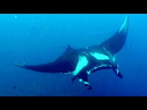 divers rescue giant manta ray