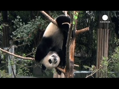 baby pandas have fun at kindergarten too