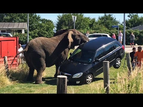 circus animal lifts car off the ground