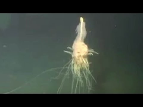 animal nicknamed flying spaghetti monster