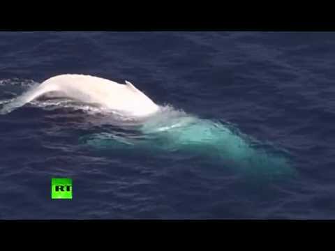 rare white whale enjoying itself in waves