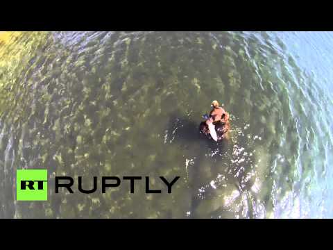 bears hunt for food in kamchatka