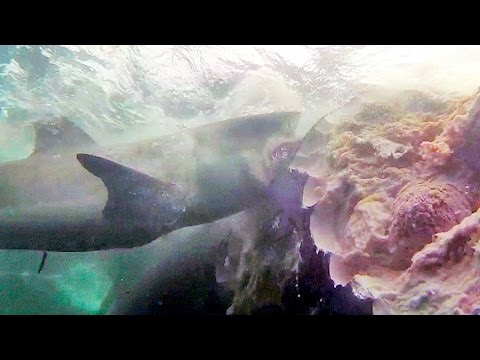 sharks feast on massive whale carcass