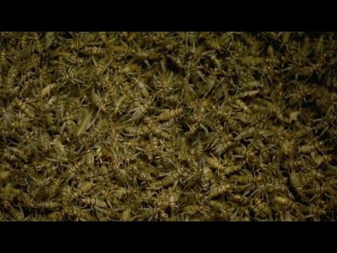 americas first edible cricket farm