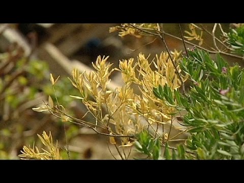 olive tree killer rife in corsica