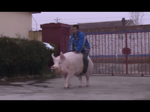 chinese farmer saddles his huge pig