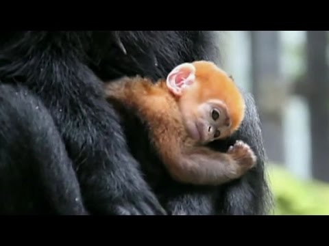 meet tiny baby monkey