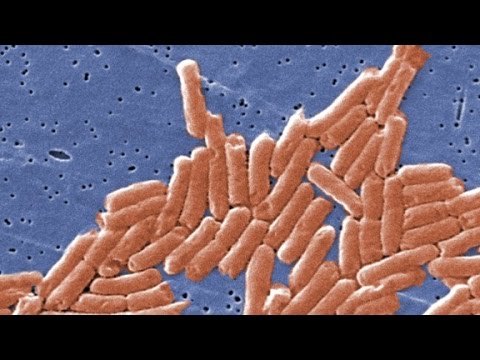 how do you prevent salmonella