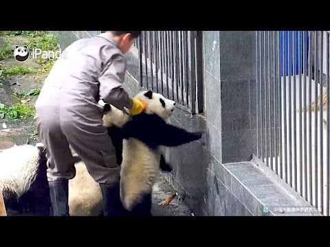 panda cubs attempt quick getaway