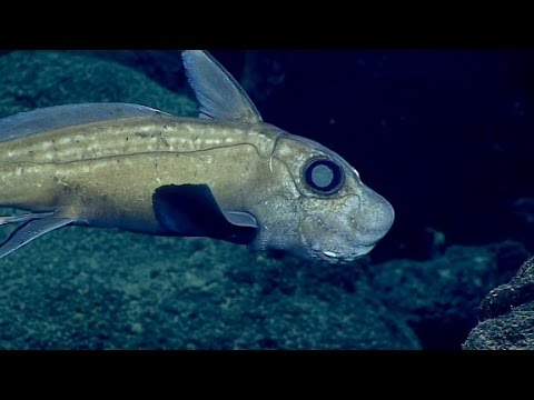 deep sea explorers spot ghost shark