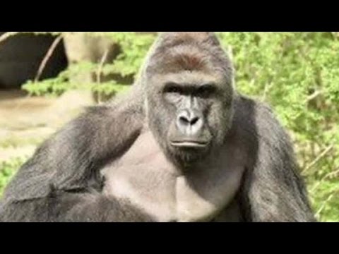 parents under investigation after gorilla shooting