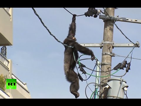 chase as chimp goes on the loose in japan