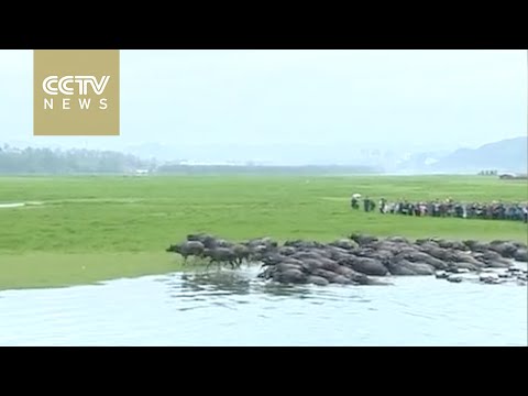 swim across a river in sichuan