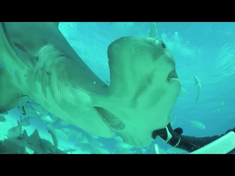 massive hammerhead shark tries