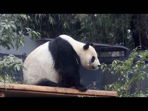 bao bao makes debut in china