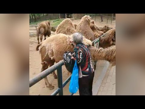 woman at northeast chinese zoo filmed