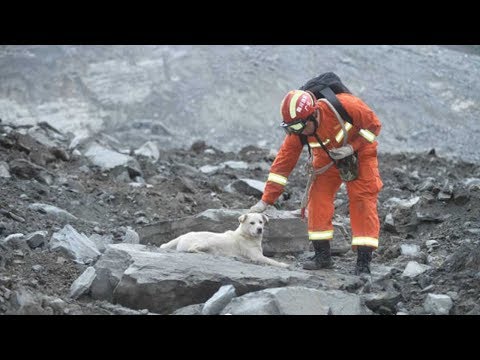 one dog captures the mood and hearts of a nation